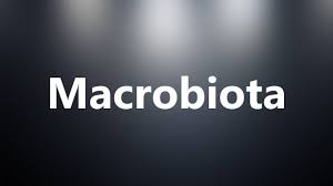 Macrobiota intestinal